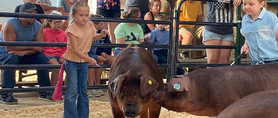 a young girl showing pigs at the youth market